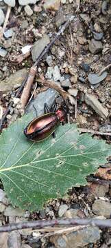 Image of Carabus (Chrysocarabus) splendens G. A. Olivier 1790