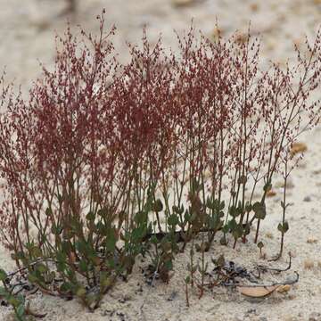 Image of Gonocarpus micranthus subsp. ramosissimus Orchard