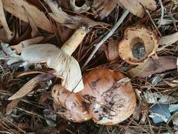 Image of Tricholoma batschii Gulden 1969