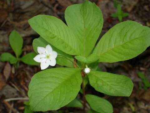 Image of arctic starflower