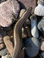 Image of Shore skink