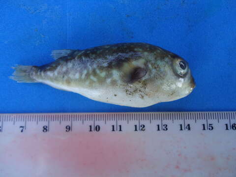 Image of Pygmy puffer