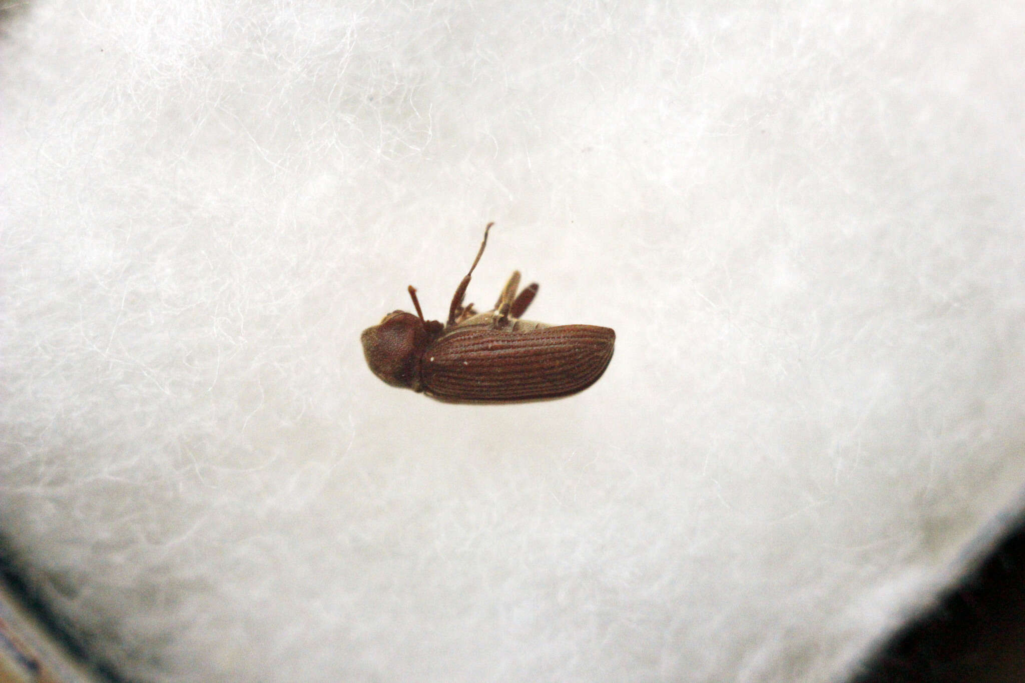 Image of Anobiid beetle