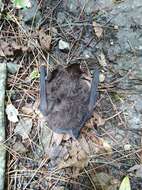 Image of Formosan Woolly Horseshoe Bat