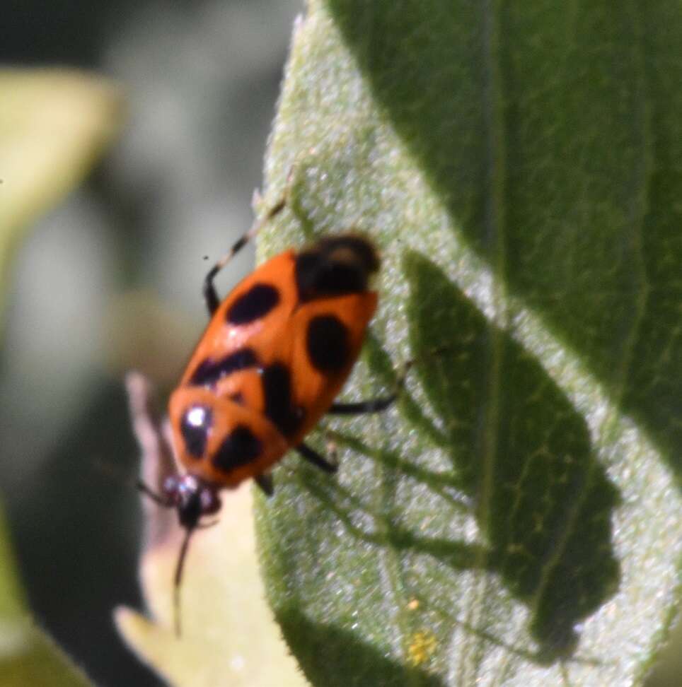 Image of Deraeocoris histrio (Reuter 1876)