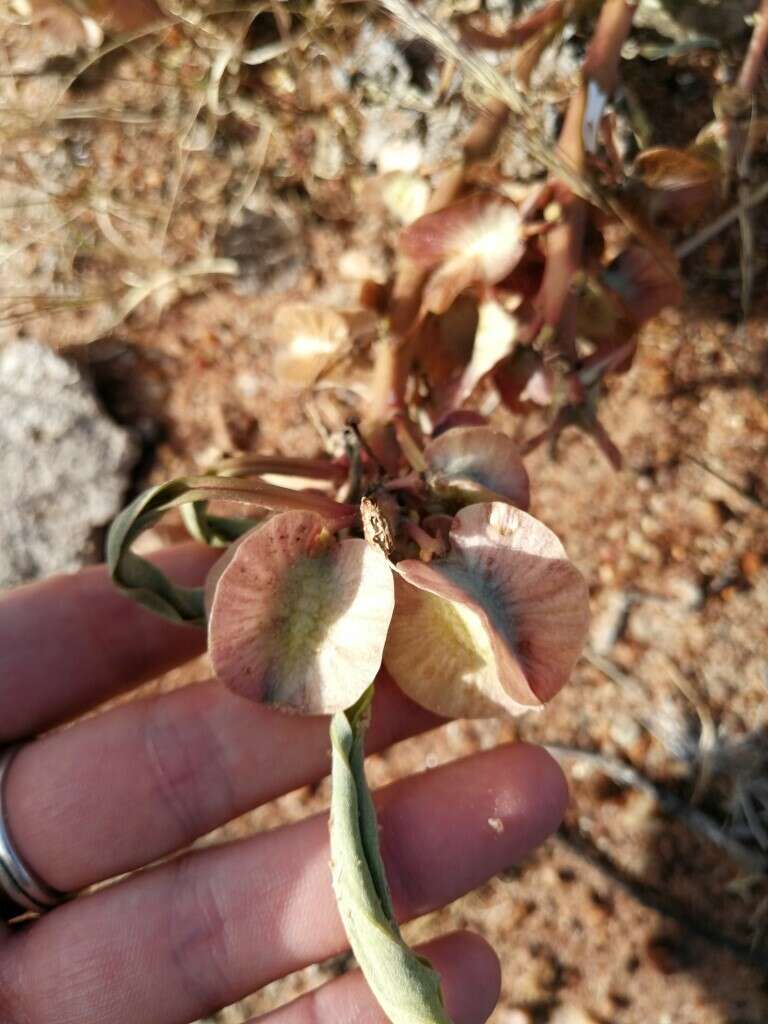 Слика од Pterodiscus ngamicus N. E. Brown ex Stapf