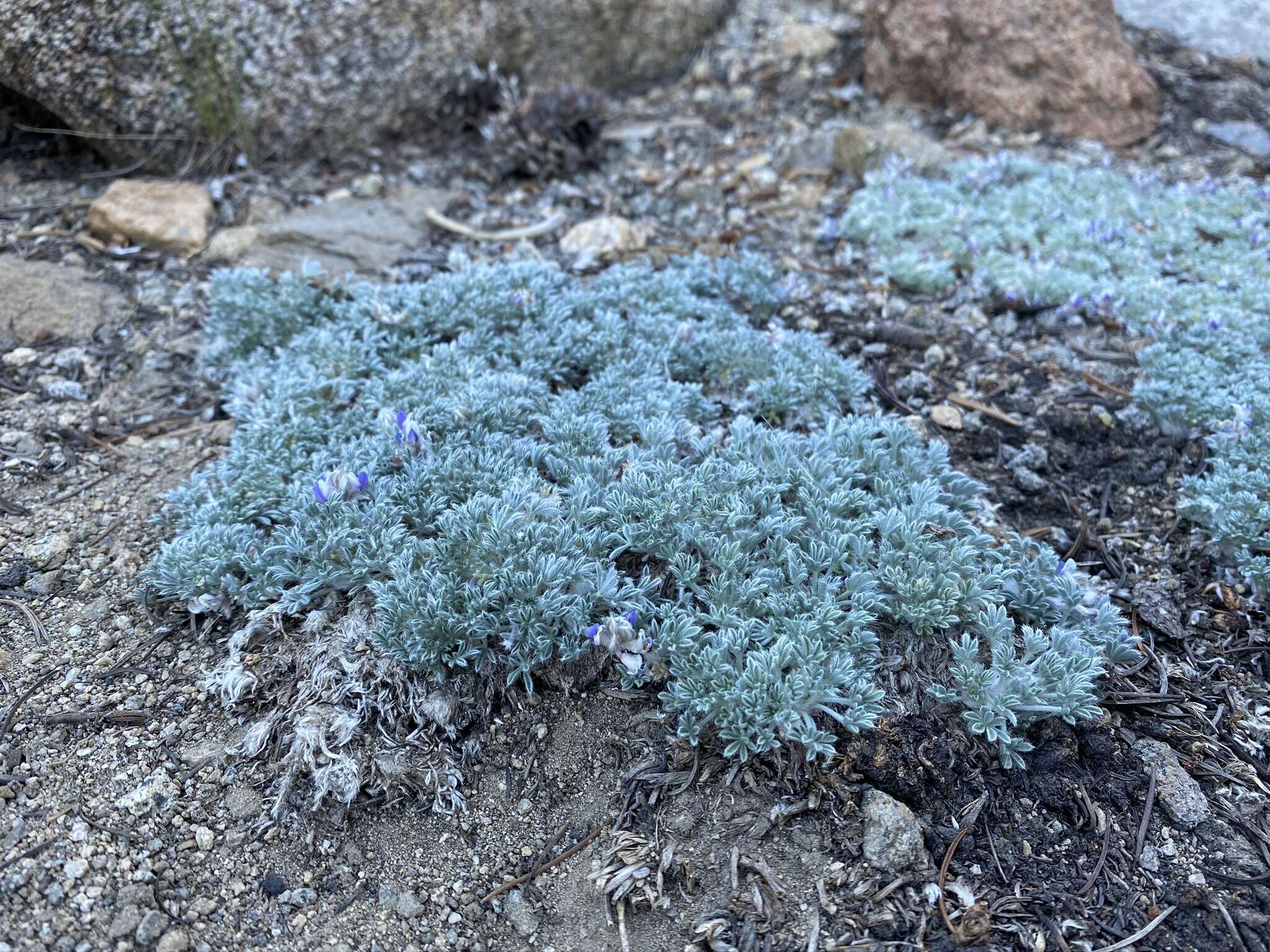 Image de Lupinus breweri A. Gray