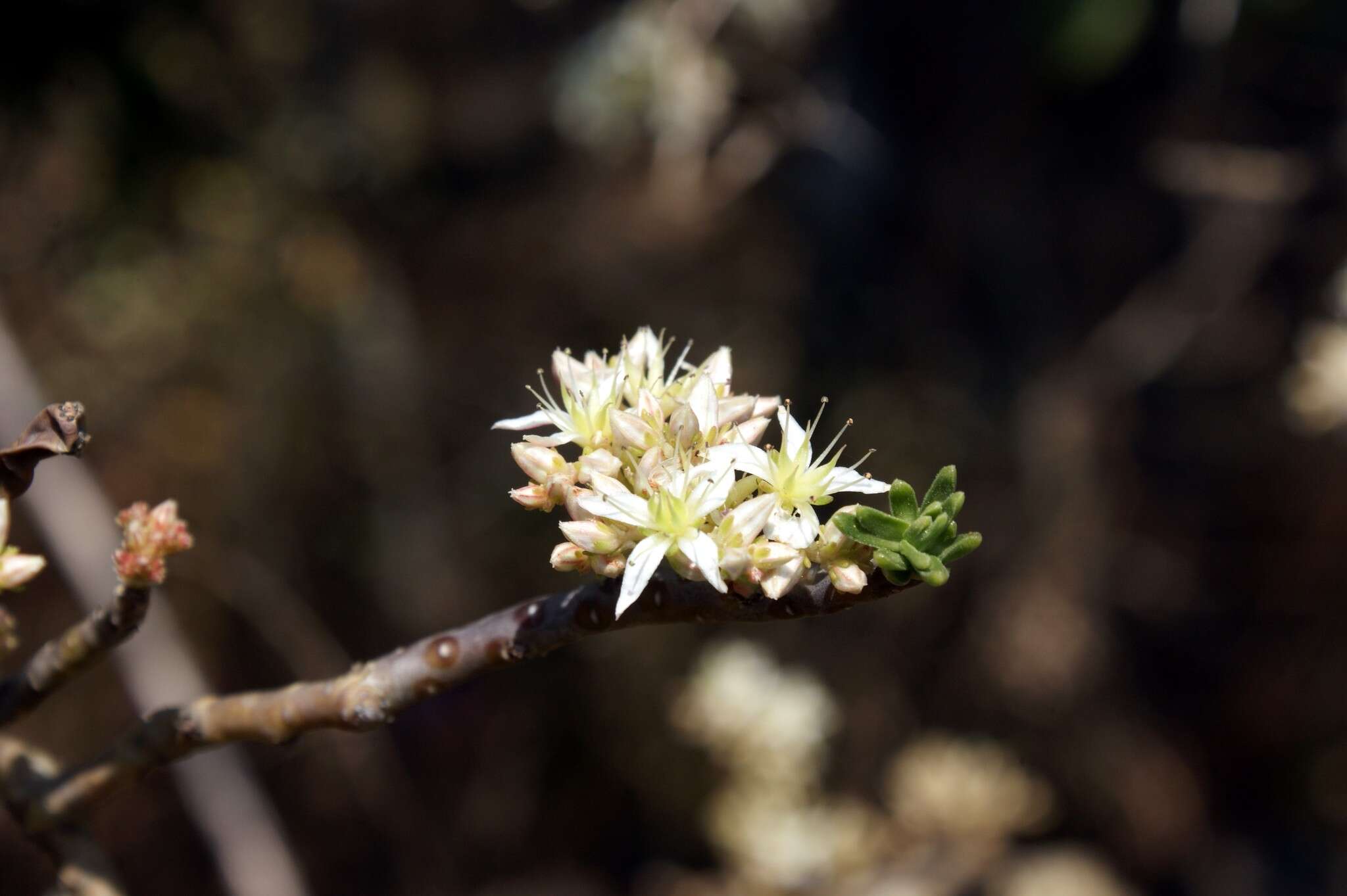 Sedum frutescens Rose resmi