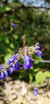 Image of Salvia setulosa Fernald