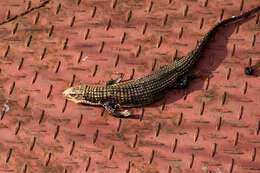 Image of Great Plated Lizard