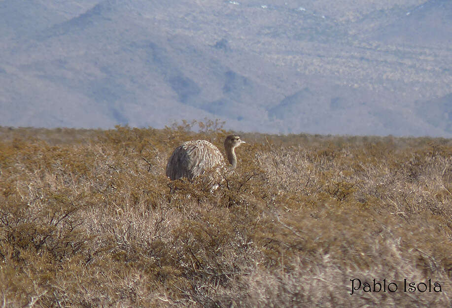 Image of Rhea pennata tarapacensis (Chubb & C 1913)