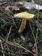 Image of Tricholoma subluteum Peck 1904