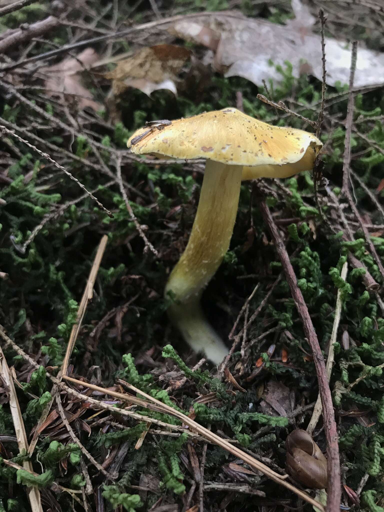 Image of Tricholoma subluteum Peck 1904