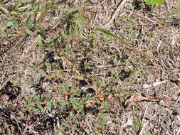 Image of Hyssop-Leaf Sandmat