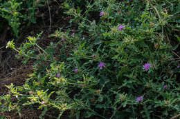 Image de Centaurea perrottettii DC.