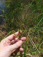 Image of pine barren flatsedge