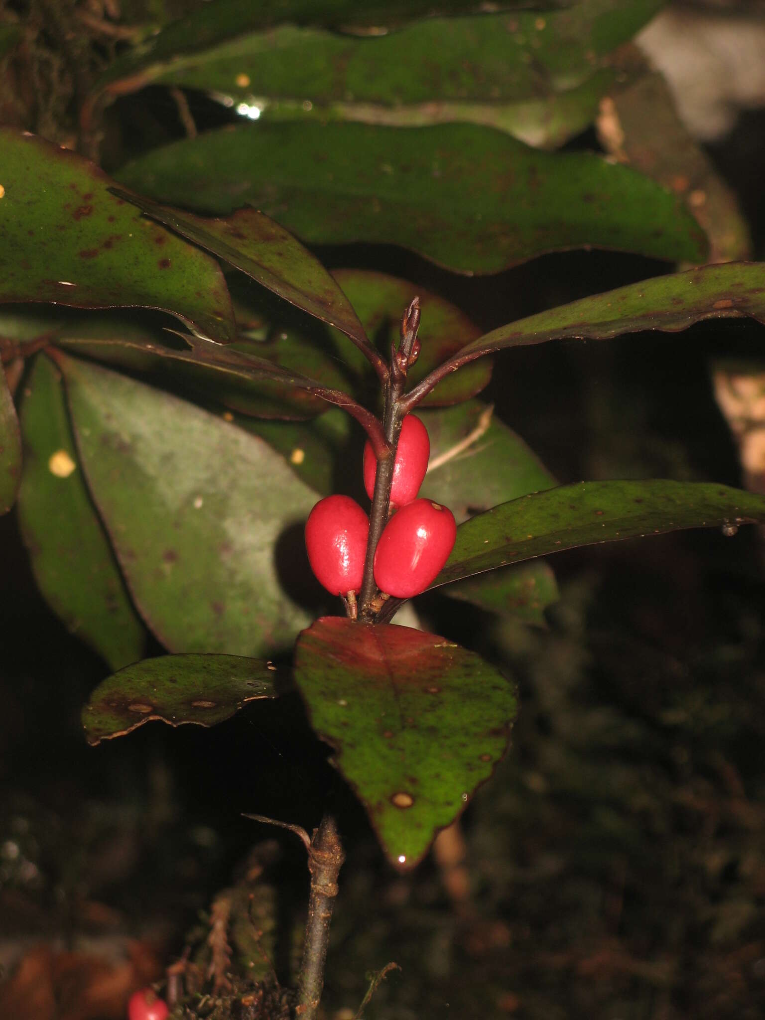 Image of Alseuosmia pusilla Colenso