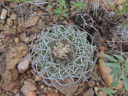 Image of Discocactus heptacanthus (Barb. Rodr.) Britton & Rose