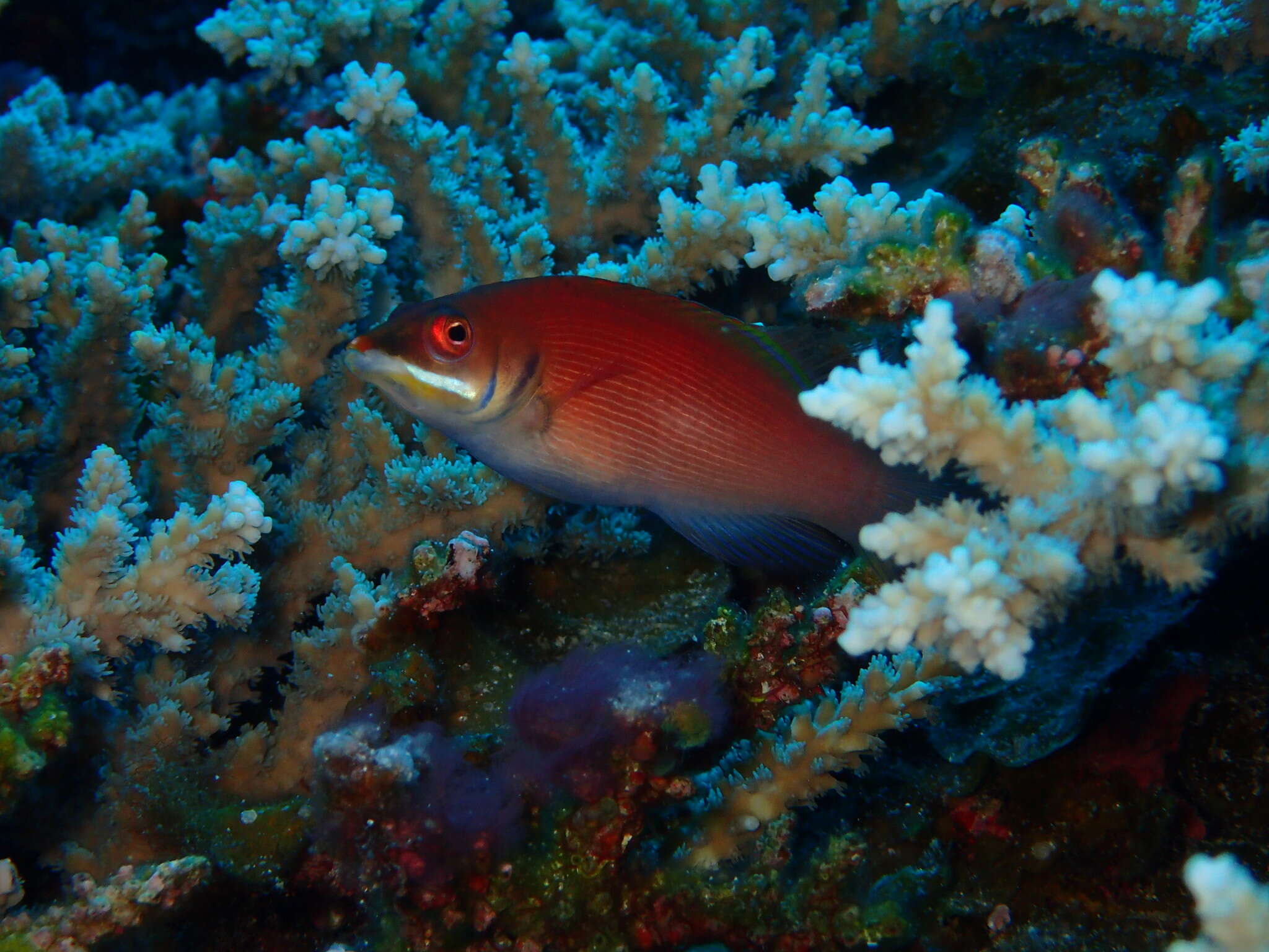 Image of Disappearing wrasse