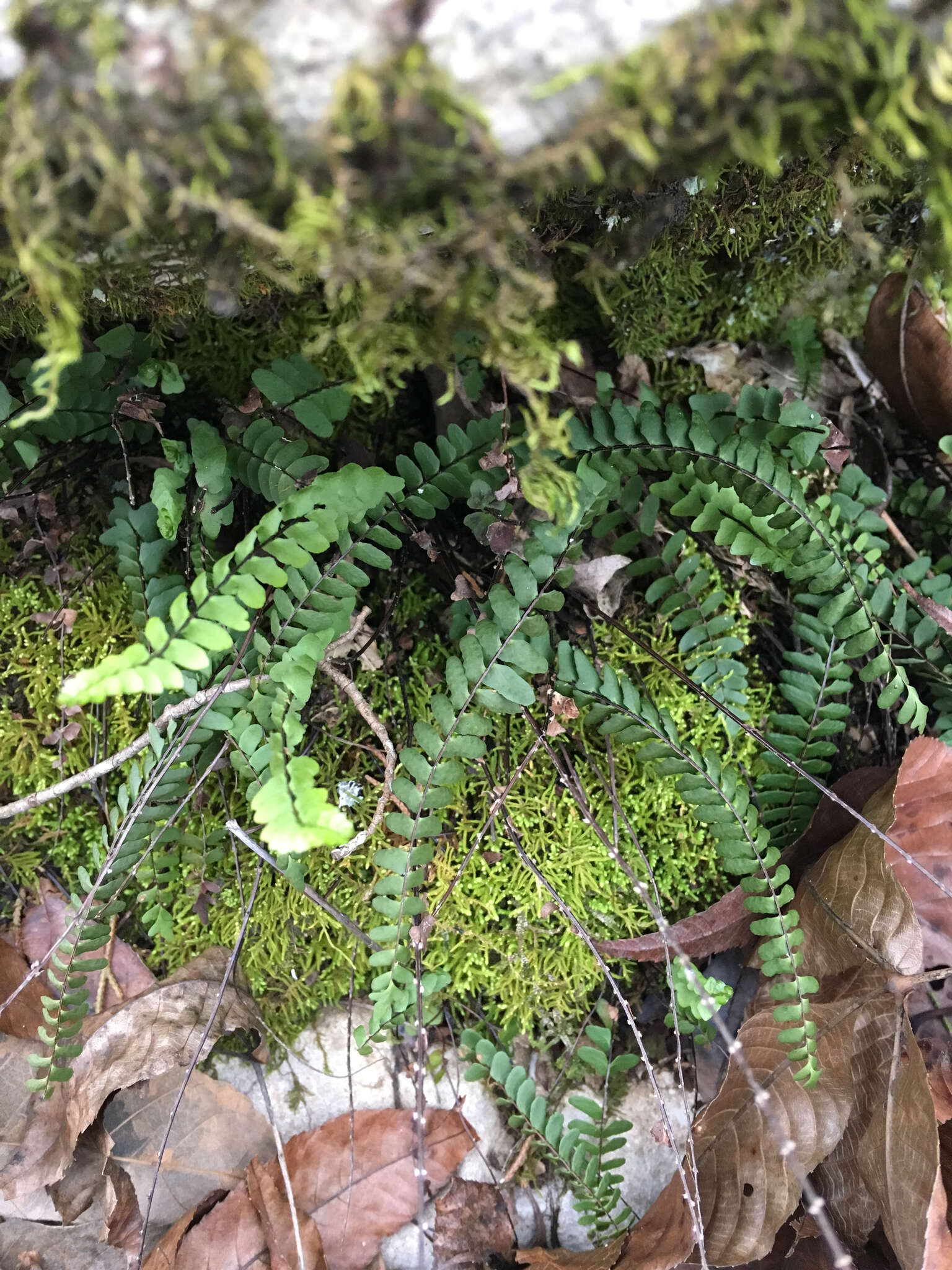 Image of blackstem spleenwort