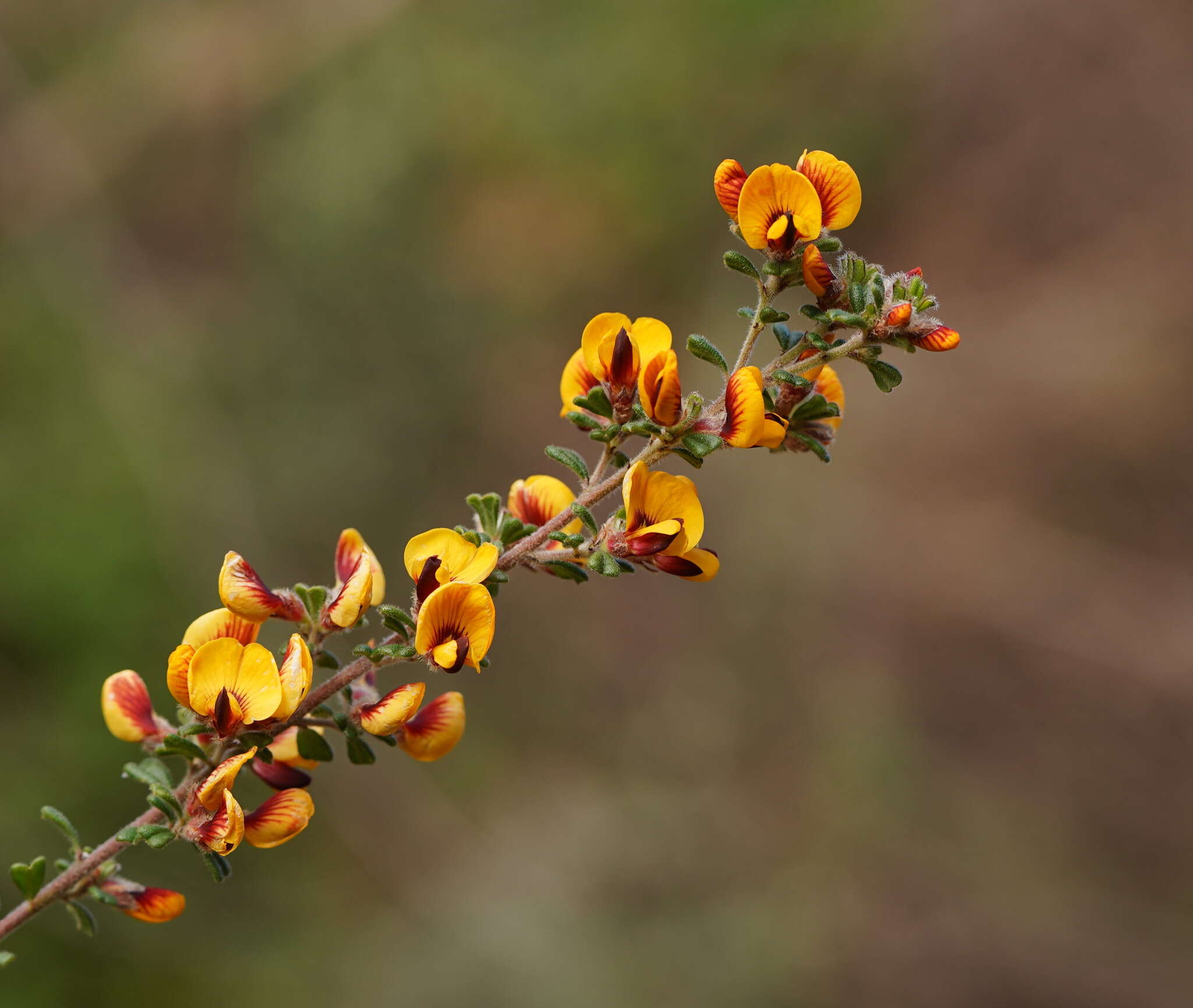 Imagem de Pultenaea scabra R. Br.