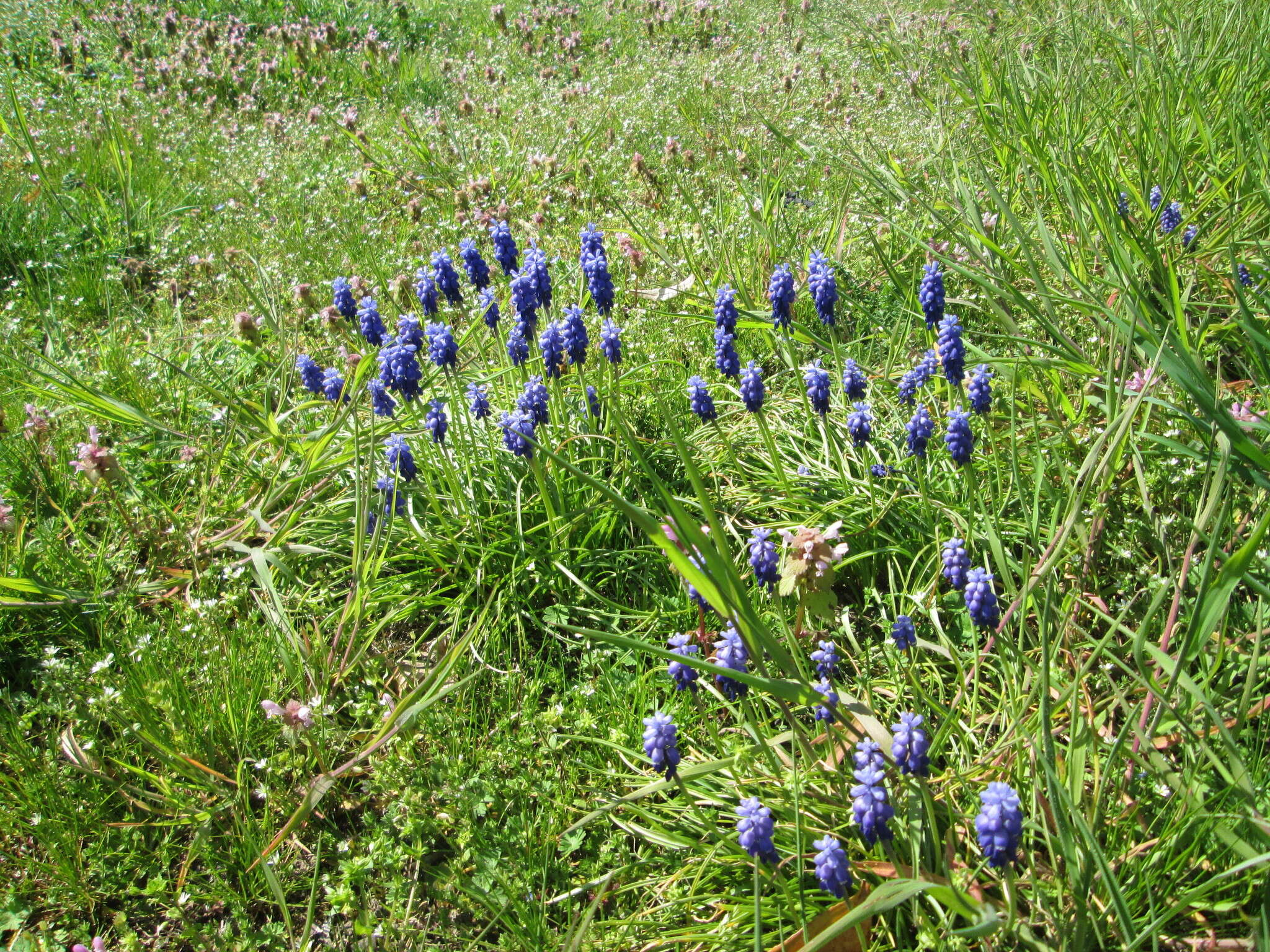 Image of Armenian grape hyacinth