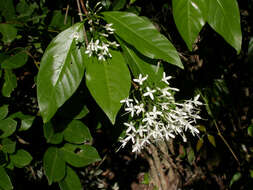 Image of Pavetta australiensis Bremek.