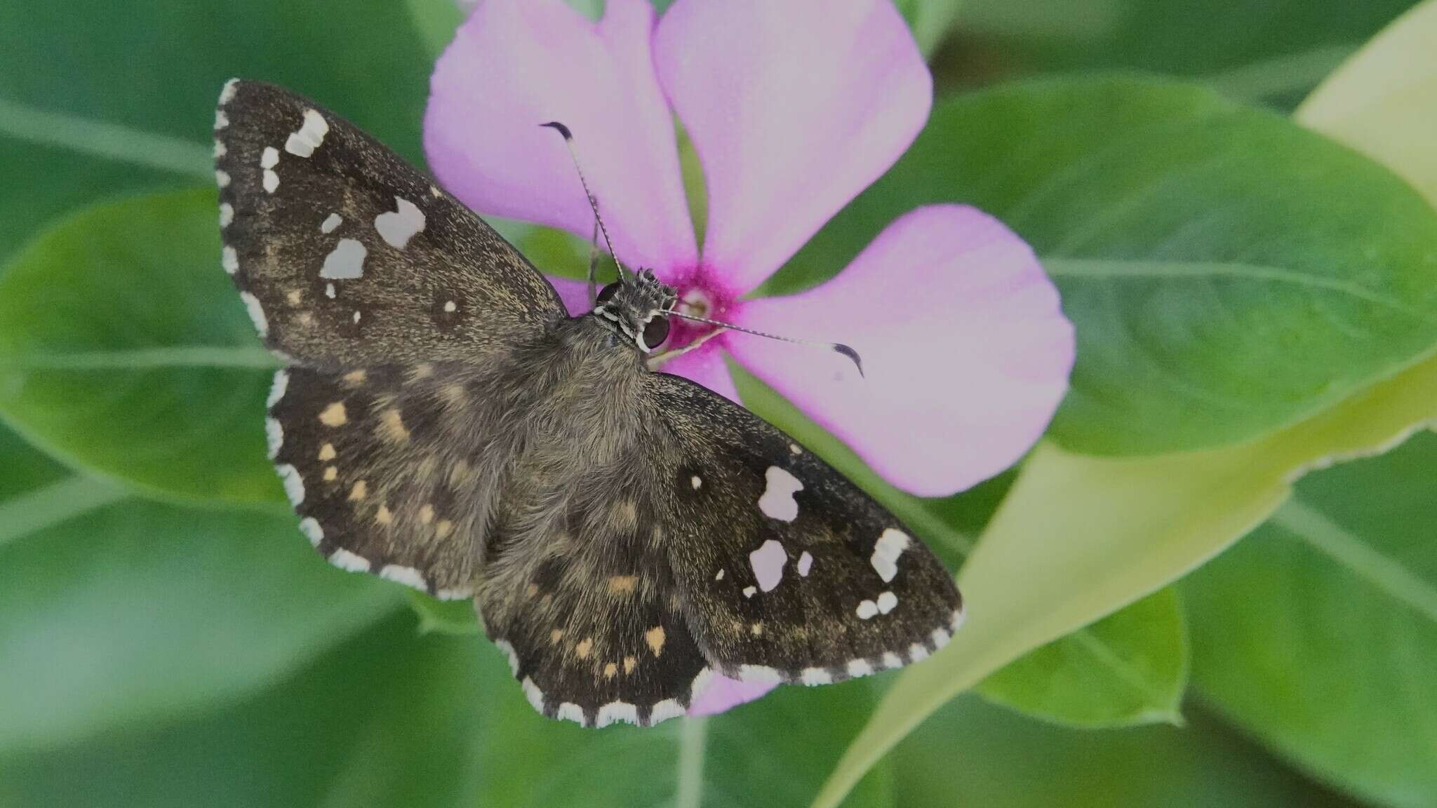 Celaenorrhinus ambareesa Moore 1865 resmi