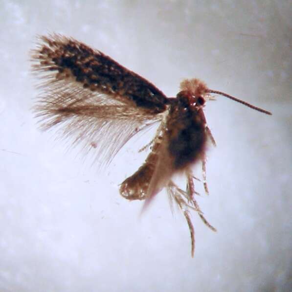 صورة Stigmella ogygia (Meyrick 1889) Dugdale 1988