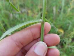 Image of thin paspalum