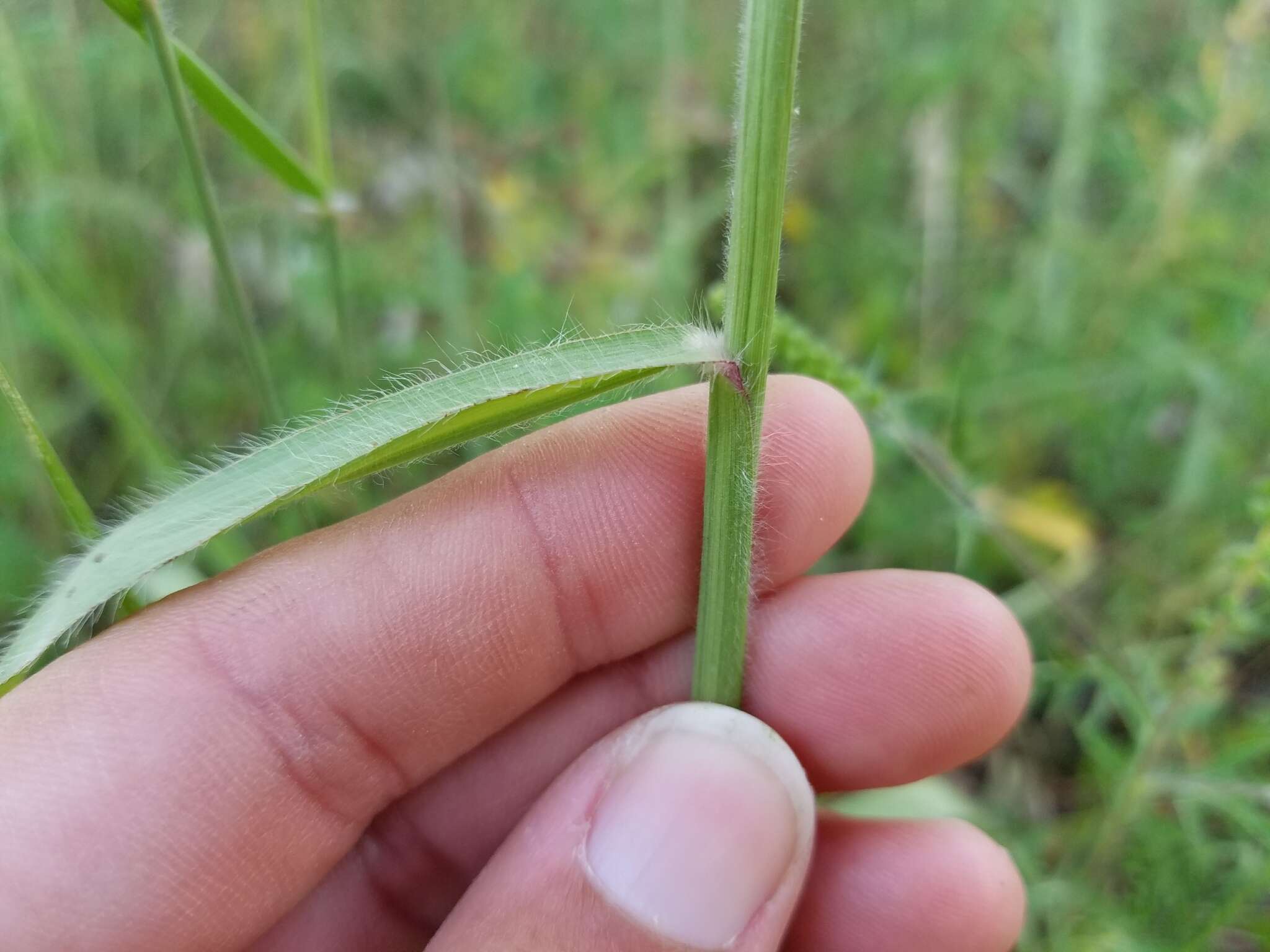 Image of thin paspalum