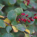 Image of Berberis dasystachya Maxim.