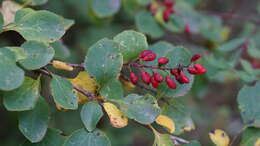 Image of Berberis dasystachya Maxim.