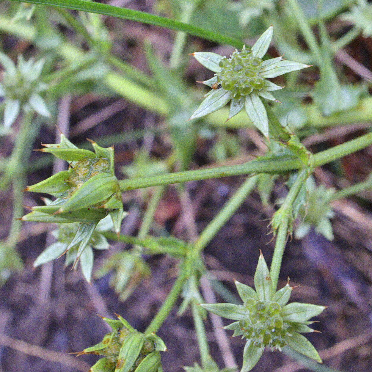 Image of Alepidea setifera N. E. Br.