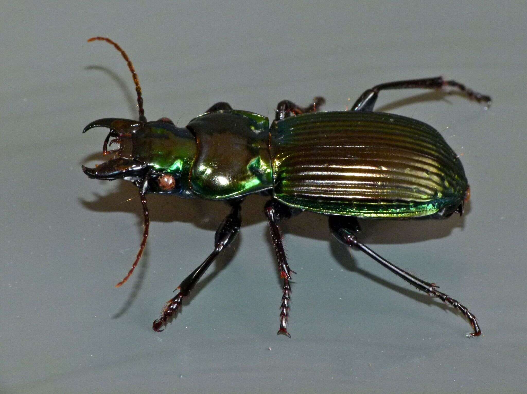 Image of Megadromus (Megadromus) antarcticus (Chaudoir 1865)