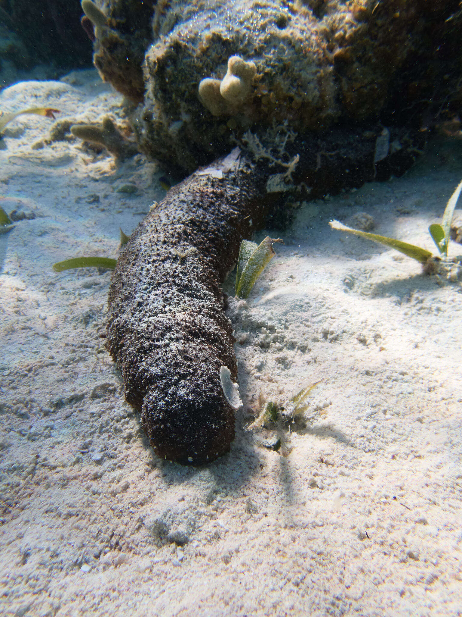 Image of Donkey Dung