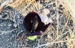 Image of Arum pictum L. fil.