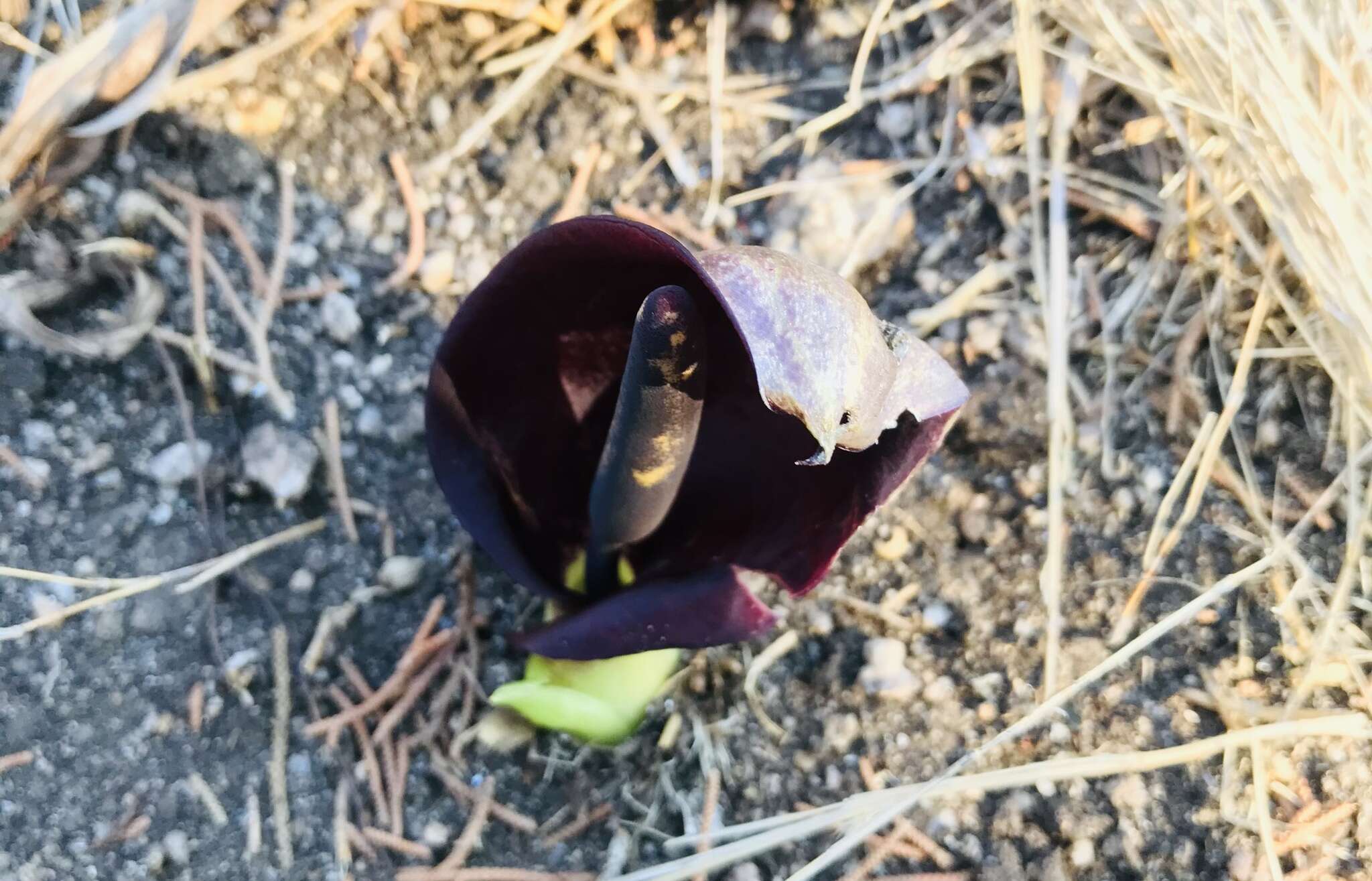 Image of Arum pictum L. fil.