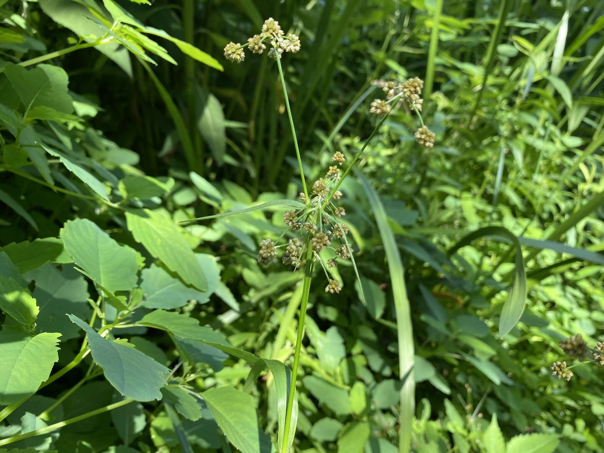 Image of Mosquito Bulrush