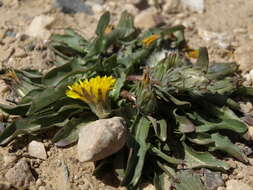 Слика од Taraxacum ceratophorum (Ledeb.) DC.