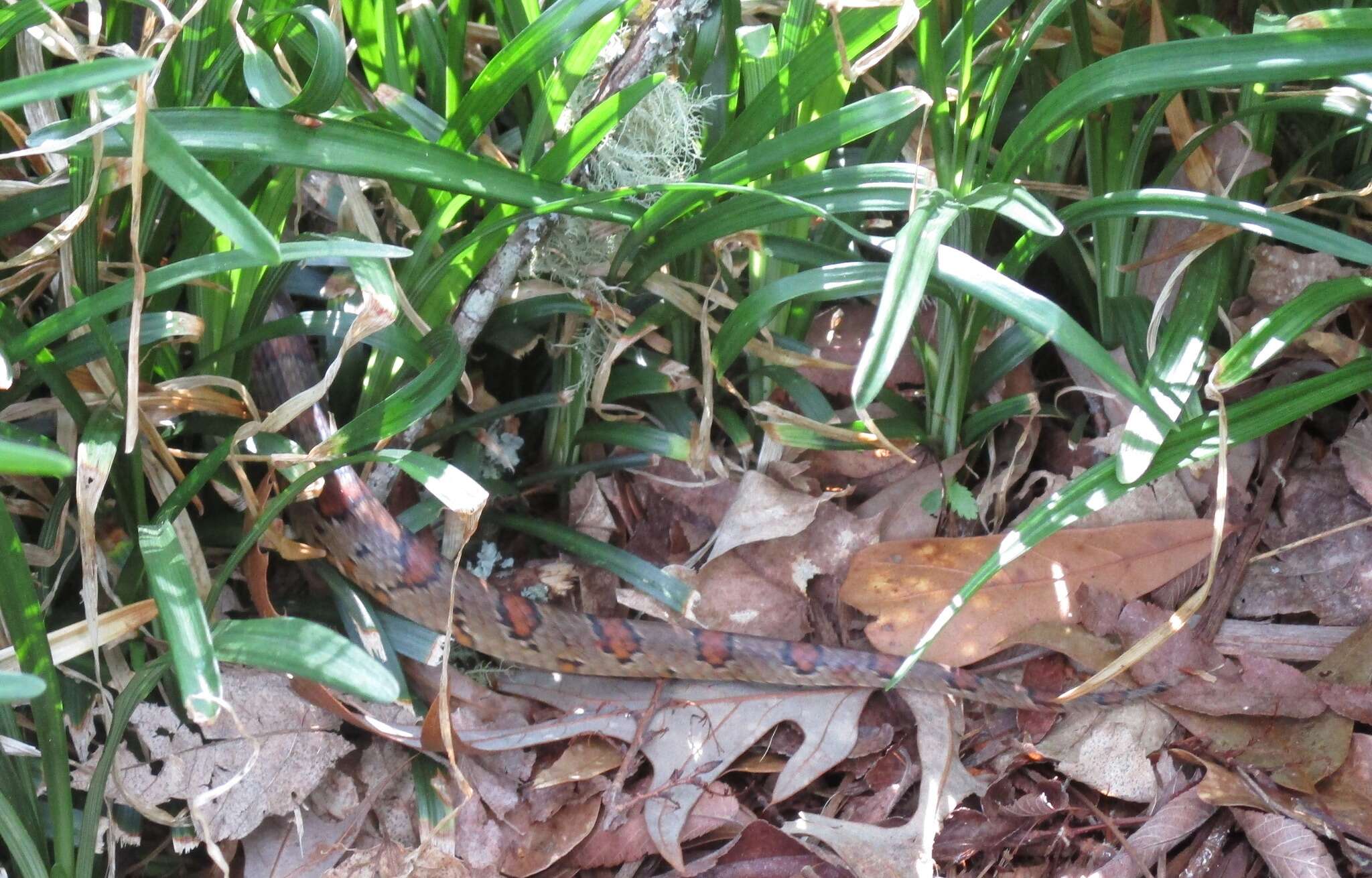 Image of Corn Snake