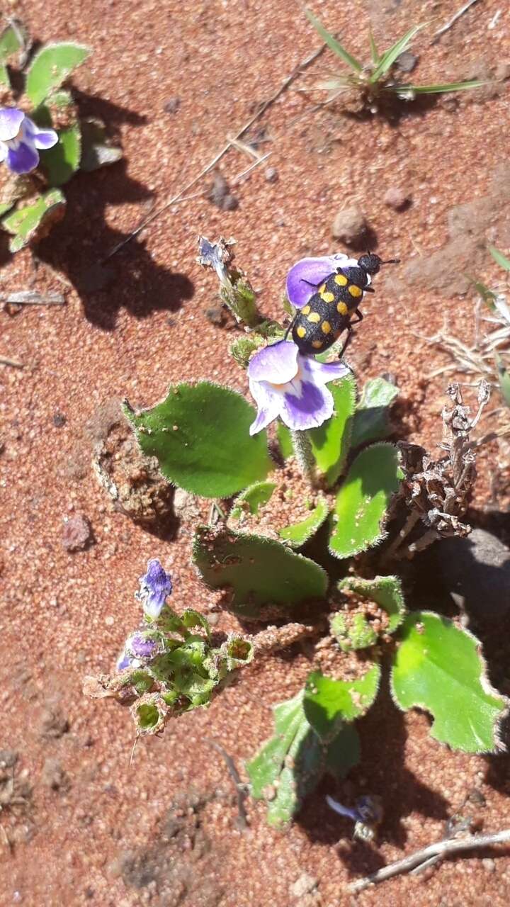 Imagem de Craterostigma plantagineum Hochst.