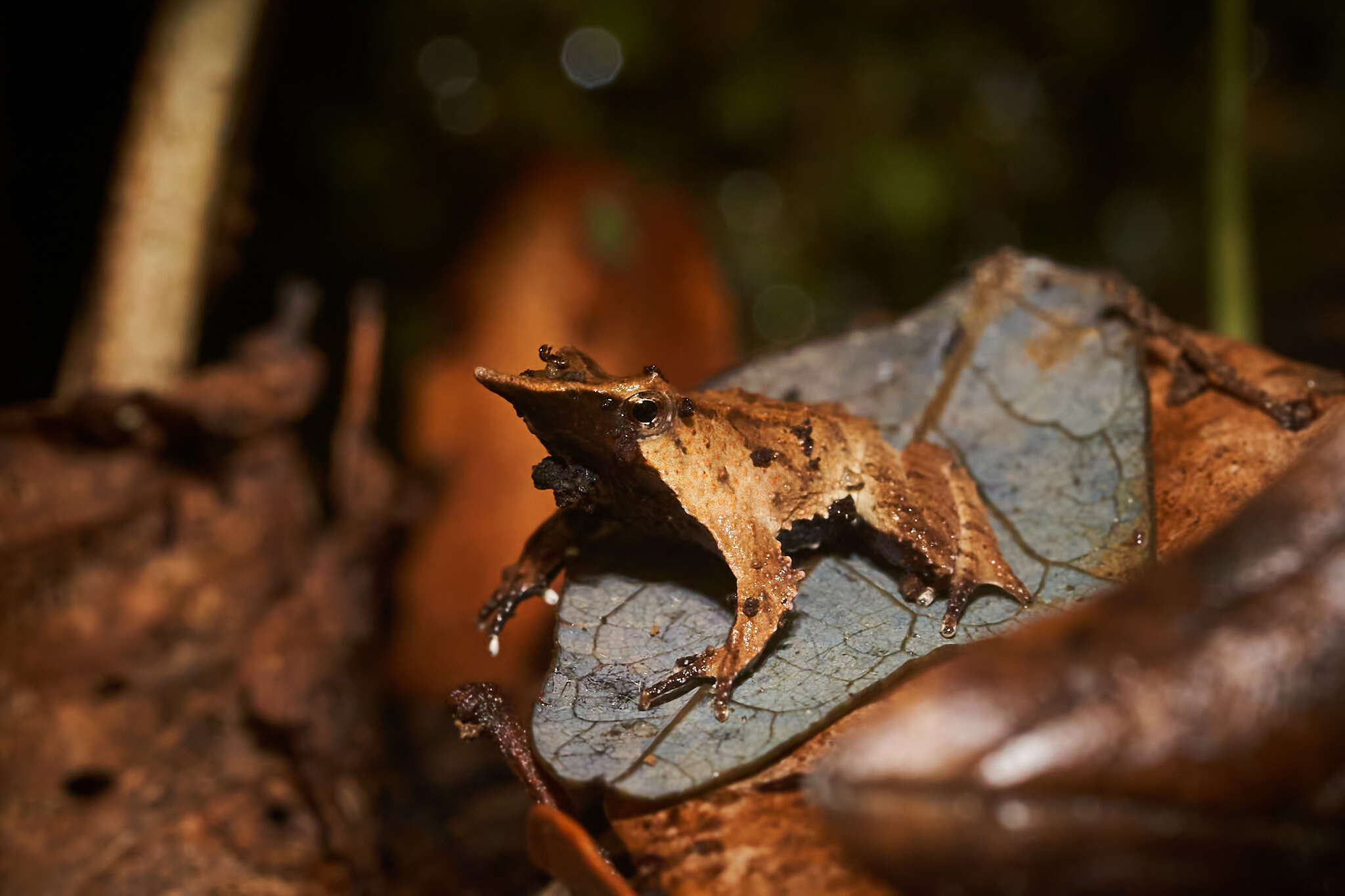 Image of Darwin's Frogs