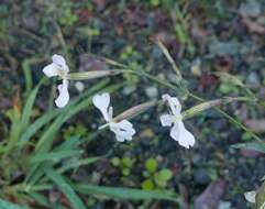 Image of Silene italica subsp. italica