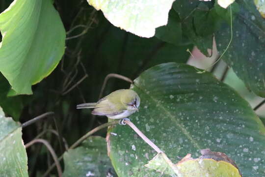 Plancia ëd Cyclarhis nigrirostris Lafresnaye 1842