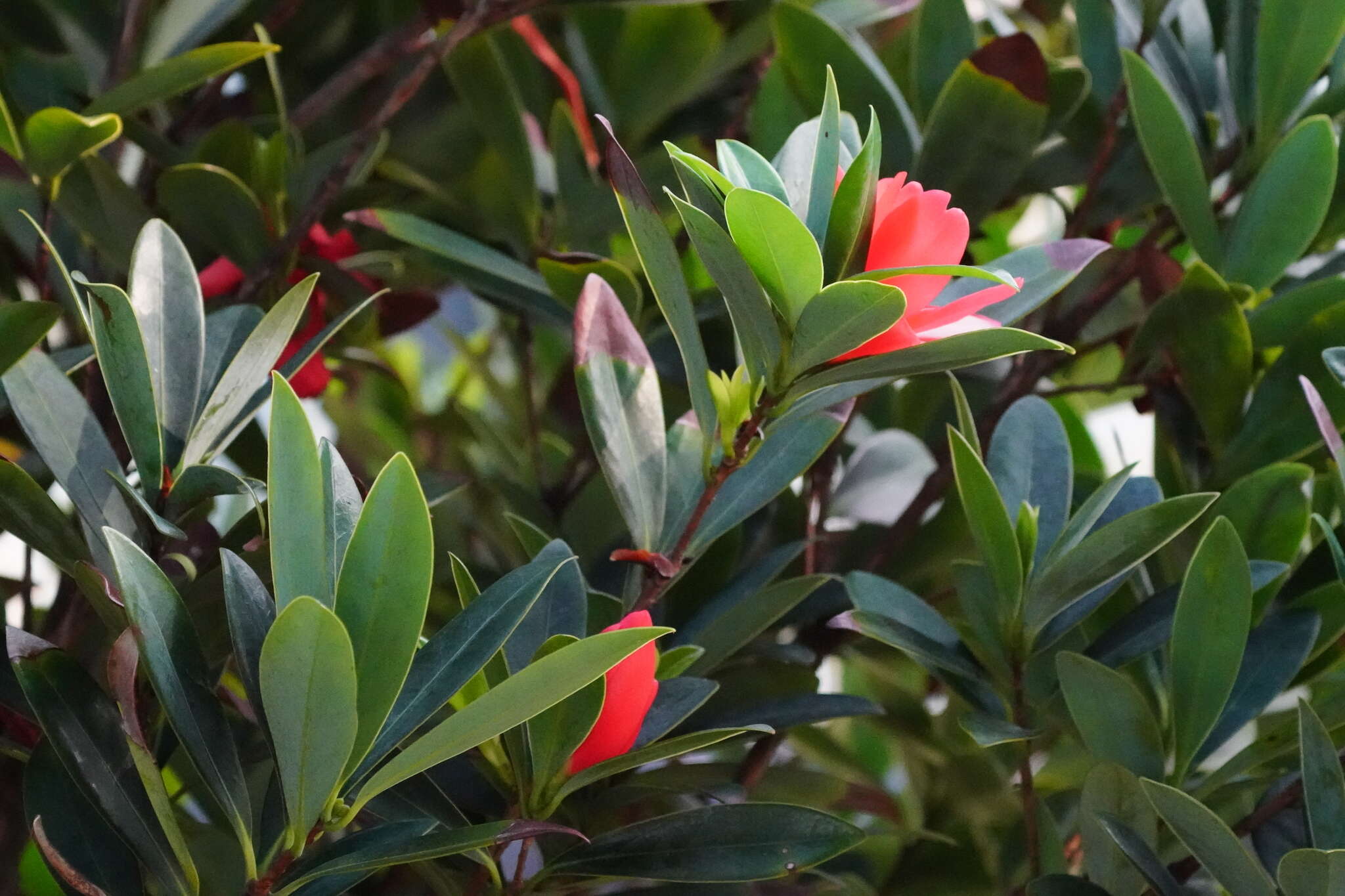 Imagem de Camellia azalea C. F. Wei