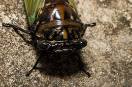 Image of Cryptotympana fumipennis (Walker & F. 1858)