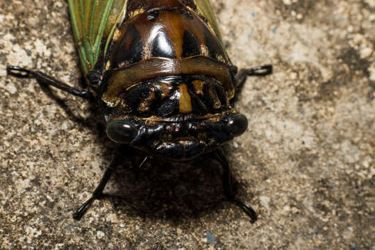 Sivun Cryptotympana fumipennis (Walker & F. 1858) kuva