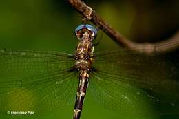 Image of Macrothemis celeno (Selys ex Sagra 1857)