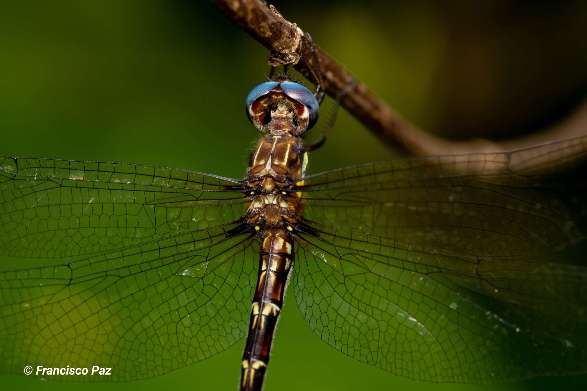 Image of Macrothemis celeno (Selys ex Sagra 1857)